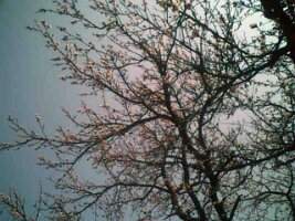 070326_140635